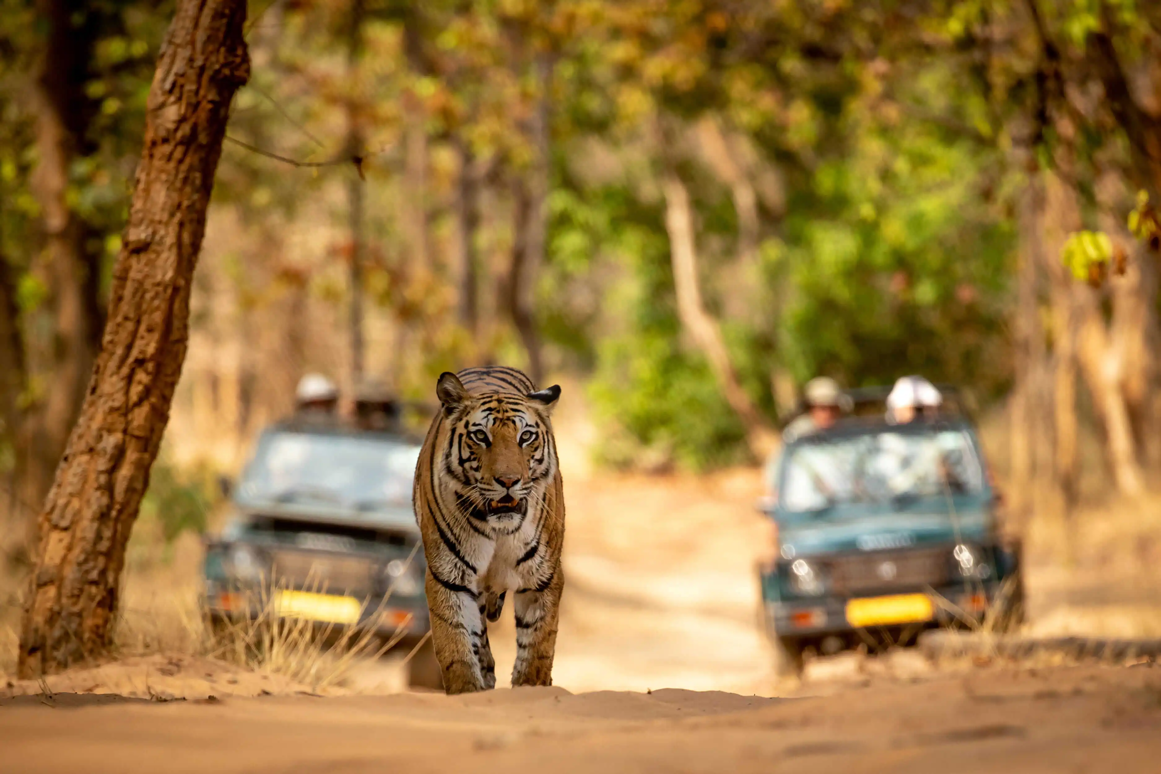 Book a premium car on rent from Bhubaneswar to Satkosia Tiger Reserve